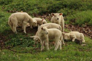 Schafe und Lämmer auf einer Weide