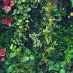 Grüner Efeu und Schlingpflanzen an einer Wand